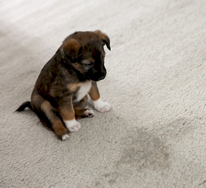 Puppy Stain